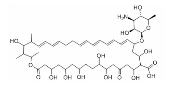 Nystatin Is An Antifungal Agent