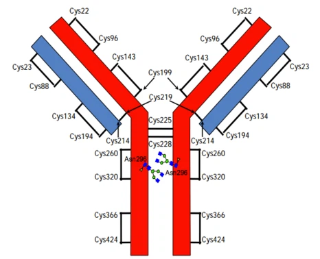 Ramucirumab Antagonist For Solid Tumors
