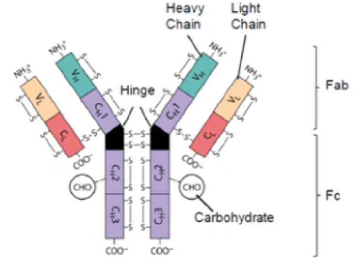 Vedolizumab Monoclonal Antibody For Ulcerative Colitis